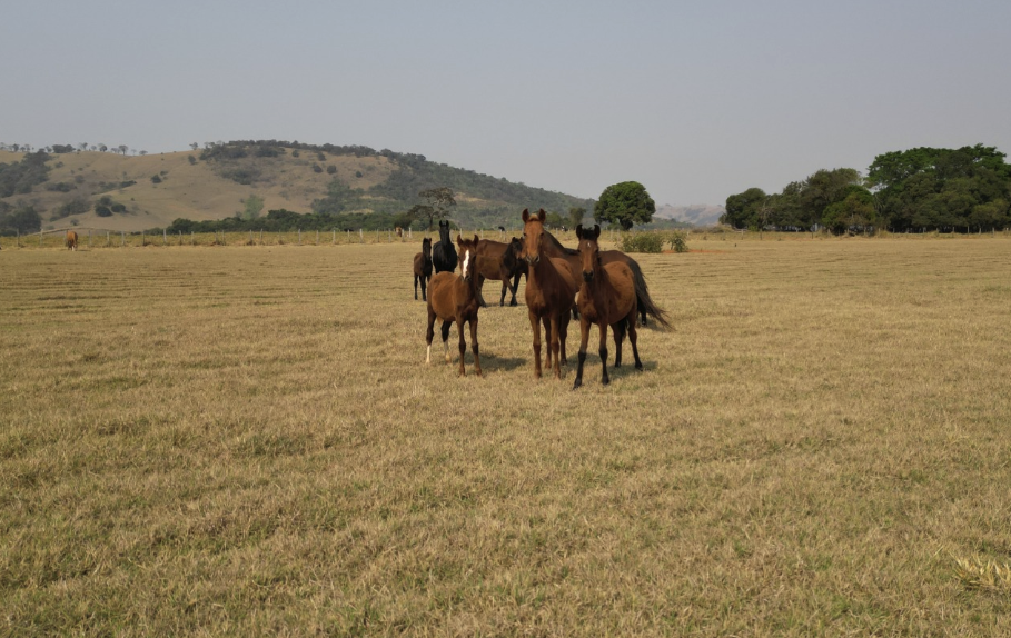 Haras em Pouso Alegre - Minas Gerais