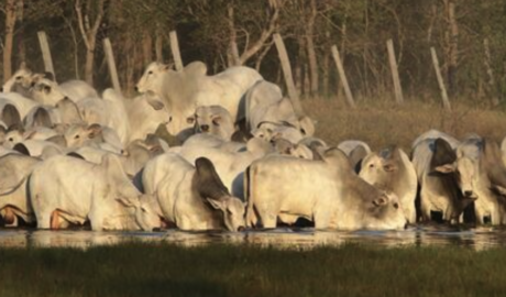 Realizando Sonhos: Fazendas à Venda para uma Nova Vida no Campo