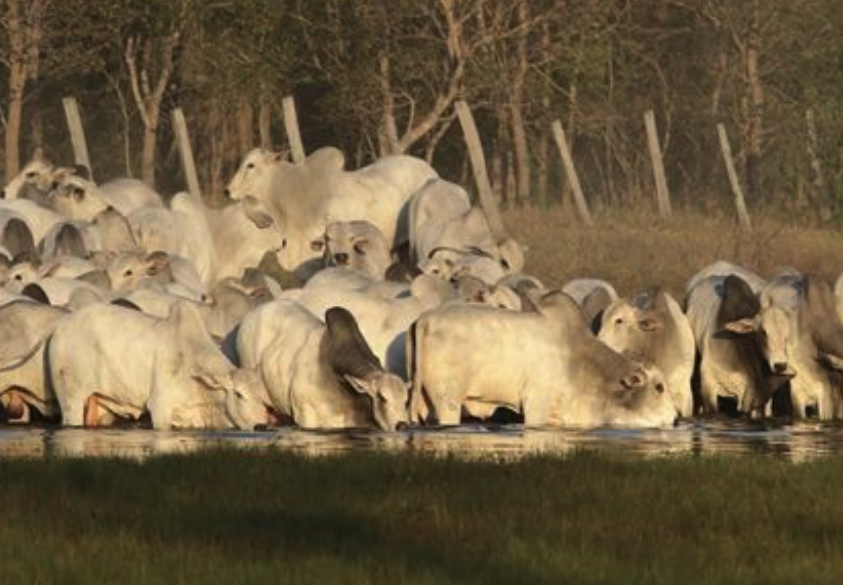 Realizando Sonhos: Fazendas à Venda para uma Nova Vida no Campo