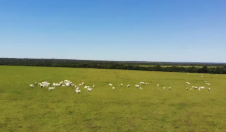 Seu Refúgio no Campo: Fazendas à Venda em Locais Paradisíacos