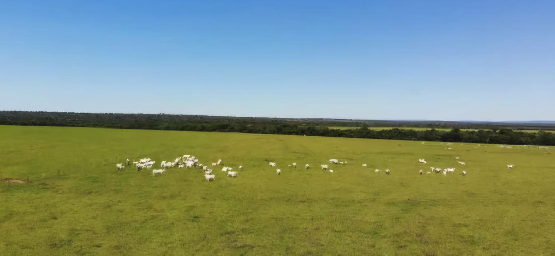 Seu Refúgio no Campo: Fazendas à Venda em Locais Paradisíacos