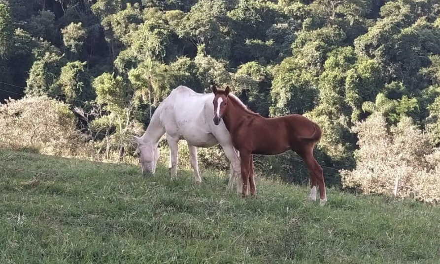 Sítio em Itapetininga - São Paulo