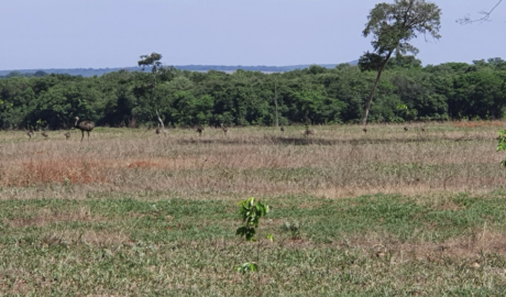 3 Fazendas com Preços Imbatíveis à Venda