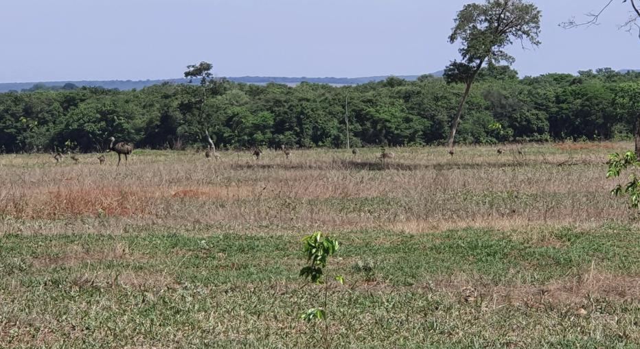 3 Fazendas com Preços Imbatíveis à Venda