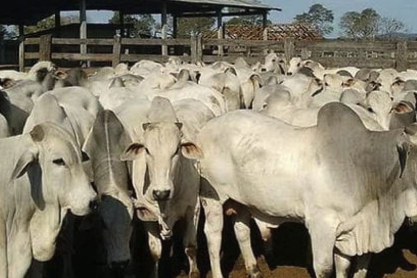 4 Fazendas com Acesso Fácil à Venda