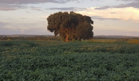 8 Fazendas Ideais para Agricultura à Venda