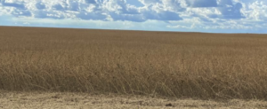 Abrace a Vida no Campo: Fazenda à Venda Abrace a Vida no Campo: Fazenda à Venda