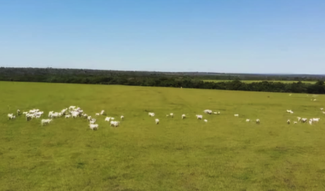 Exclusivo: Fazenda à Venda com Características Incomparáveis