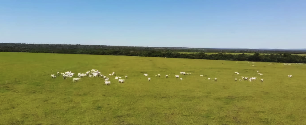 Exclusivo: Fazenda à Venda com Características Incomparáveis