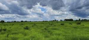 Fazenda à Venda: Uma Joia Rara no Mercado Imobiliário Rural