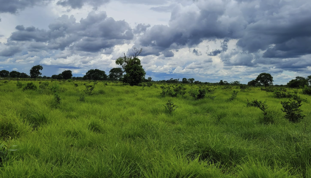 Fazenda à Venda: Uma Joia Rara no Mercado Imobiliário Rural