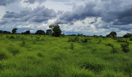 Fazenda à Venda: Uma Joia Rara no Mercado Imobiliário Rural