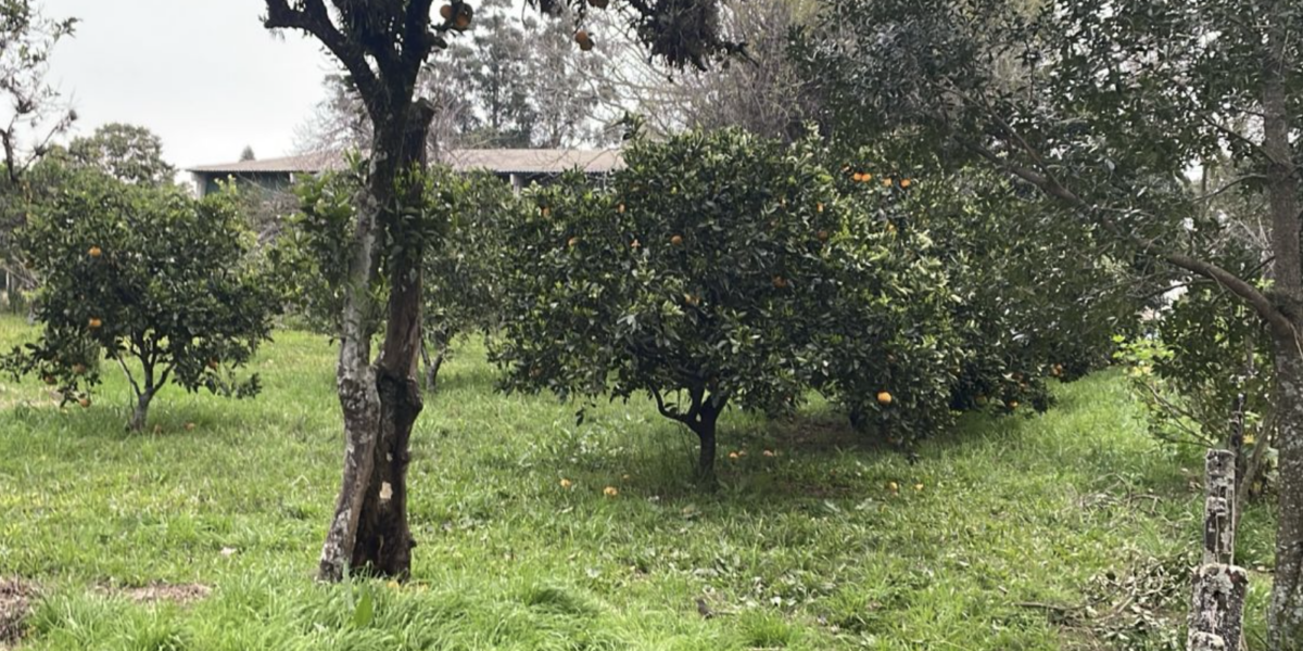 Fazendas com Relevo Favorável à Venda: A Chave para a Eficiência Agrícola