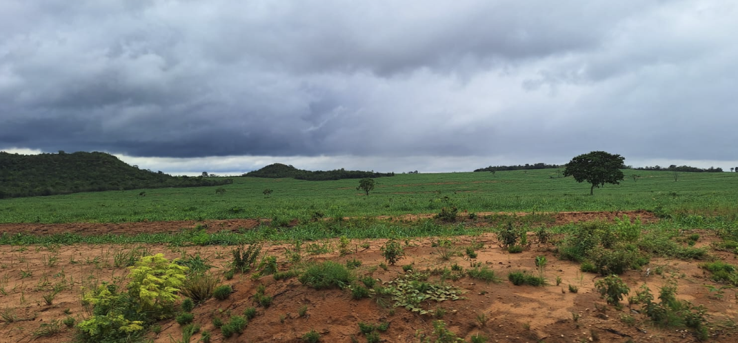 Fazendas para Agricultura à Venda: Invista na Produção de Alimentos