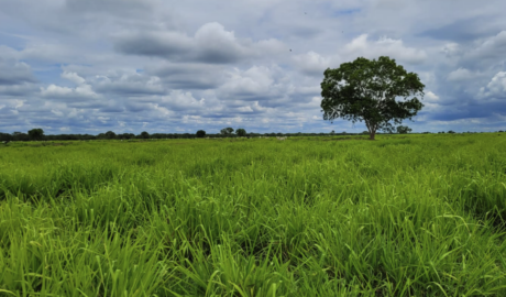 Fazendas para Lazer à Venda: Desfrute de Momentos Inesquecíveis no Campo