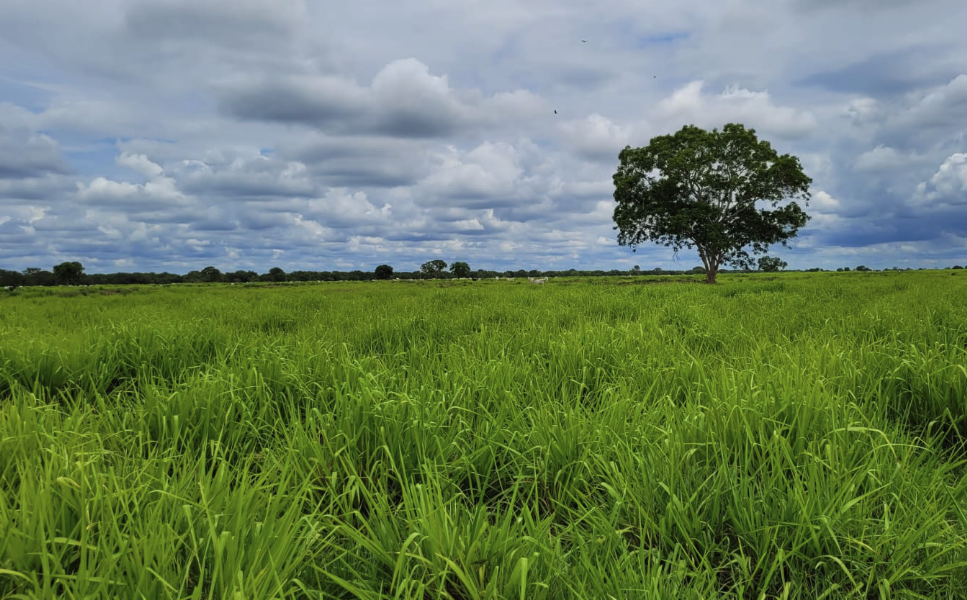 Fazendas para Lazer à Venda: Desfrute de Momentos Inesquecíveis no Campo