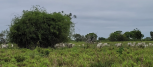 Fazendas para Moradia à Venda: Conquiste a Paz e a Tranquilidade do Campo