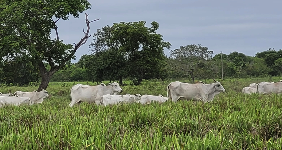 Fazendas para Refúgio Ecológico à Venda: Preserve a Natureza e Viva em Harmonia