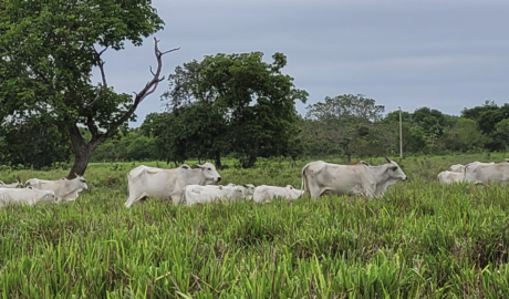 Fazendas para Refúgio Ecológico à Venda: Preserve a Natureza e Viva em Harmonia