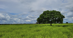 Fazendas para Refúgio Ecológico à Venda: Preserve a Natureza e Viva em Harmonia