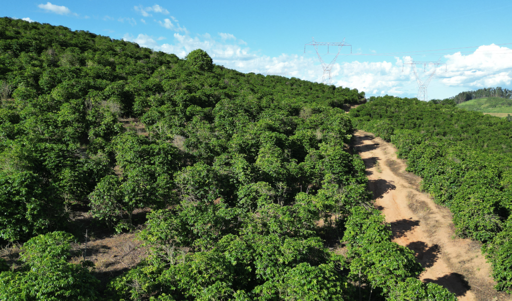 Seu Refúgio Particular: Fazenda à Venda com Privacidade e Conforto