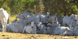 chácaras a venda no Brasil chácaras a venda no Brasil