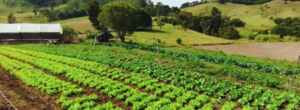 onde comprar um imóvel rural onde comprar um imóvel rural