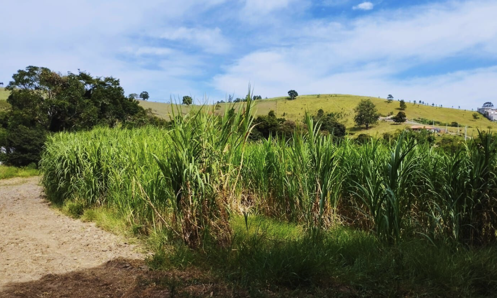 onde comprar uma fazenda