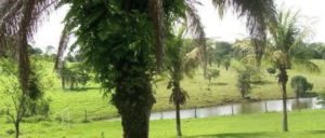 onde vender uma fazenda onde vender uma fazenda