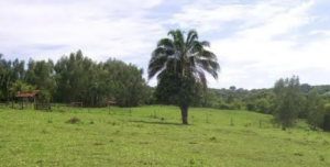 onde vender uma propriedade rural onde vender uma propriedade rural