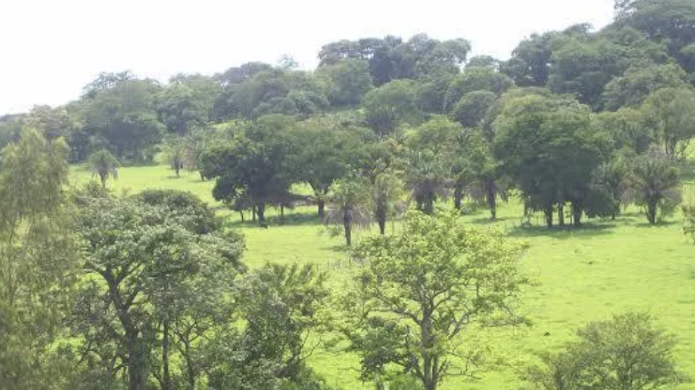 onde vender uma terra