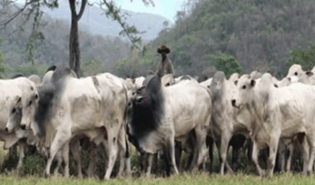 site especialista em fazendas rurais
