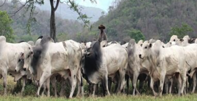 site especialista em fazendas rurais