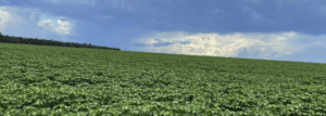 site de classificados de venda haras